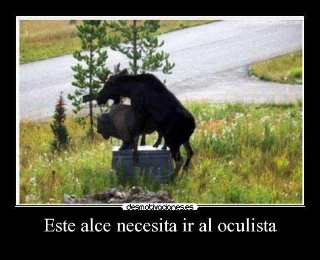 Este alce necesita ir al oculista -