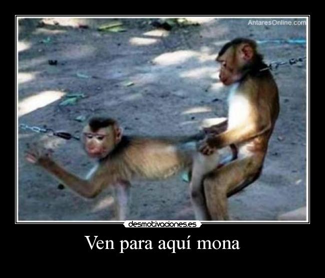 Ven para aquí mona - 