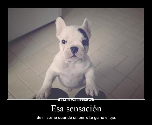 Esa sensación - de misterio cuando un perro te guiña el ojo.