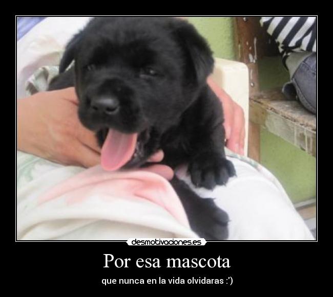 Por esa mascota - 