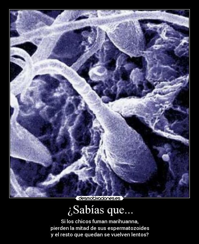 ¿Sabías que... - Si los chicos fuman marihuanna,
pierden la mitad de sus espermatozoides
y el resto que quedan se vuelven lentos?