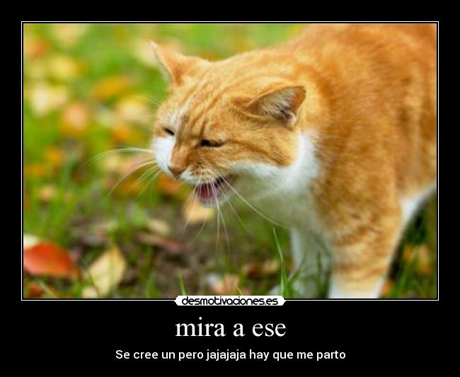 mira a ese - Se cree un pero jajajaja hay que me parto