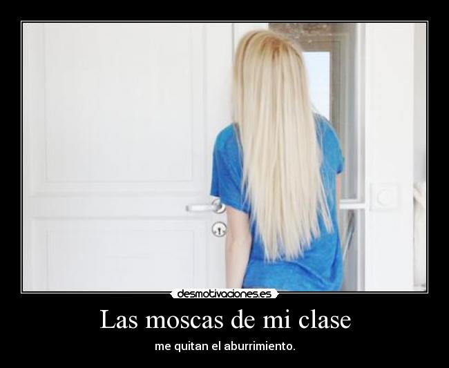 Las moscas de mi clase - 