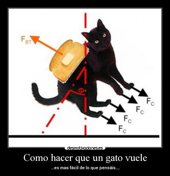 Como hacer que un gato vuele - ...es mas fácil de lo que pensáis....