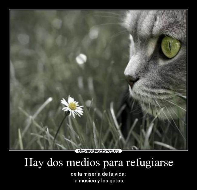 Hay dos medios para refugiarse - de la miseria de la vida:
la música y los gatos.