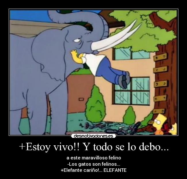 +Estoy vivo!! Y todo se lo debo... - a este maravilloso felino
-Los gatos son felinos...
+Elefante cariño!... ELEFANTE