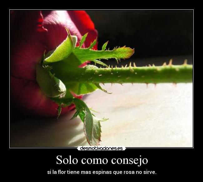 Solo como consejo - si la flor tiene mas espinas que rosa no sirve.