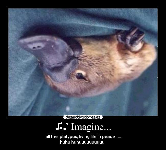 ♫♪ Imagine... - all the platypus, living life in peace ♫♪...
huhu huhuuuuuuuuuu ♫♪