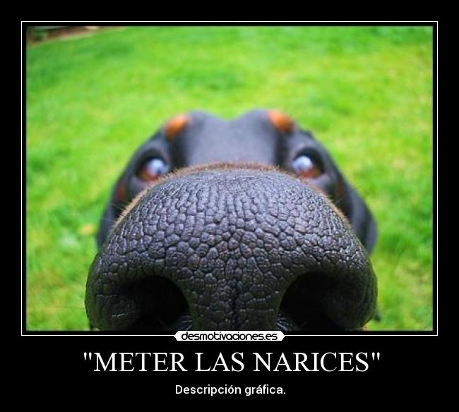 METER LAS NARICES - Descripción gráfica.