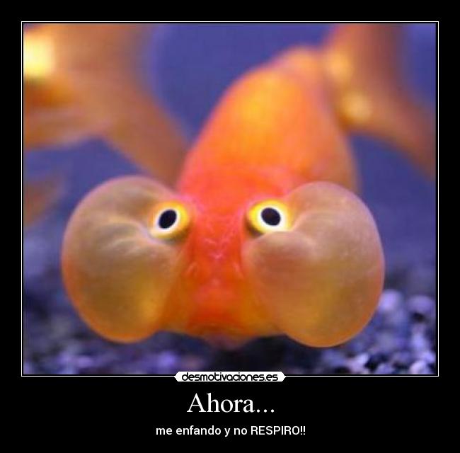 Ahora... - 