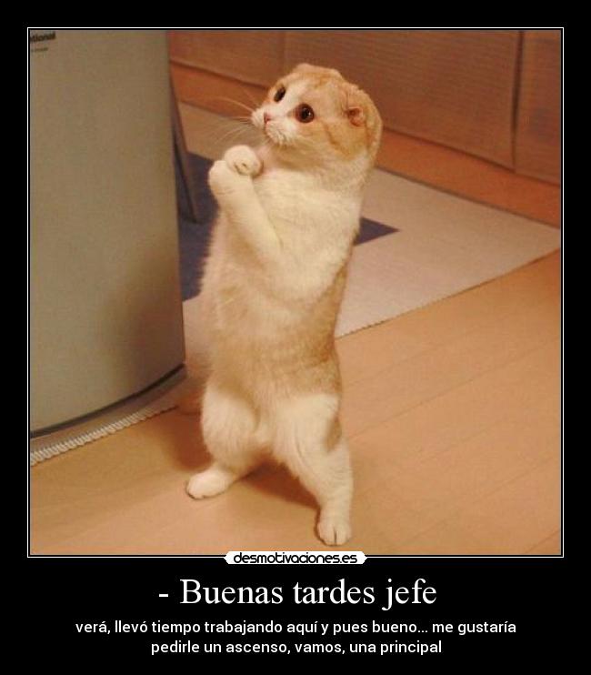 - Buenas tardes jefe -