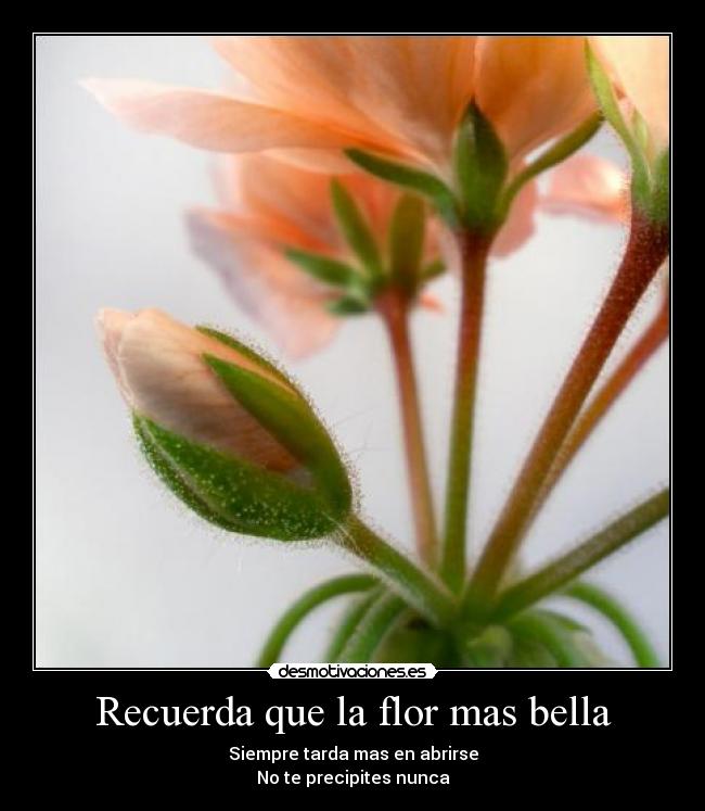 Recuerda que la flor mas bella - Siempre tarda mas en abrirse
No te precipites nunca