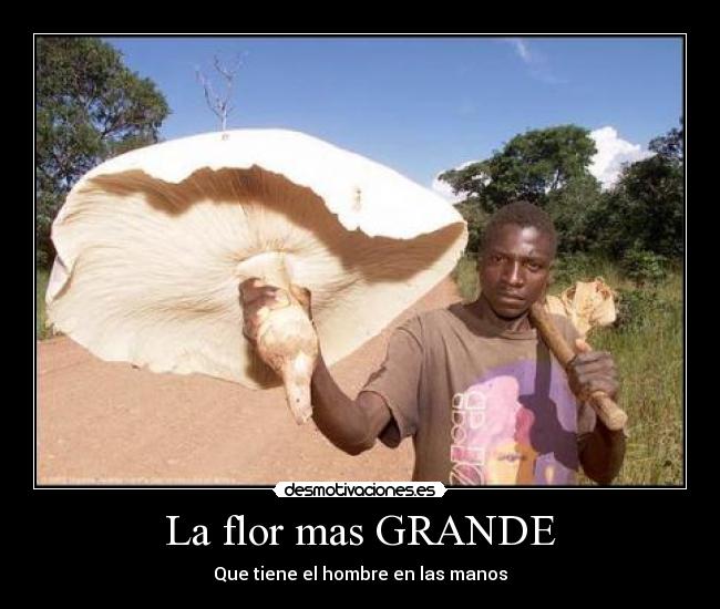 La flor mas GRANDE - Que tiene el hombre en las manos