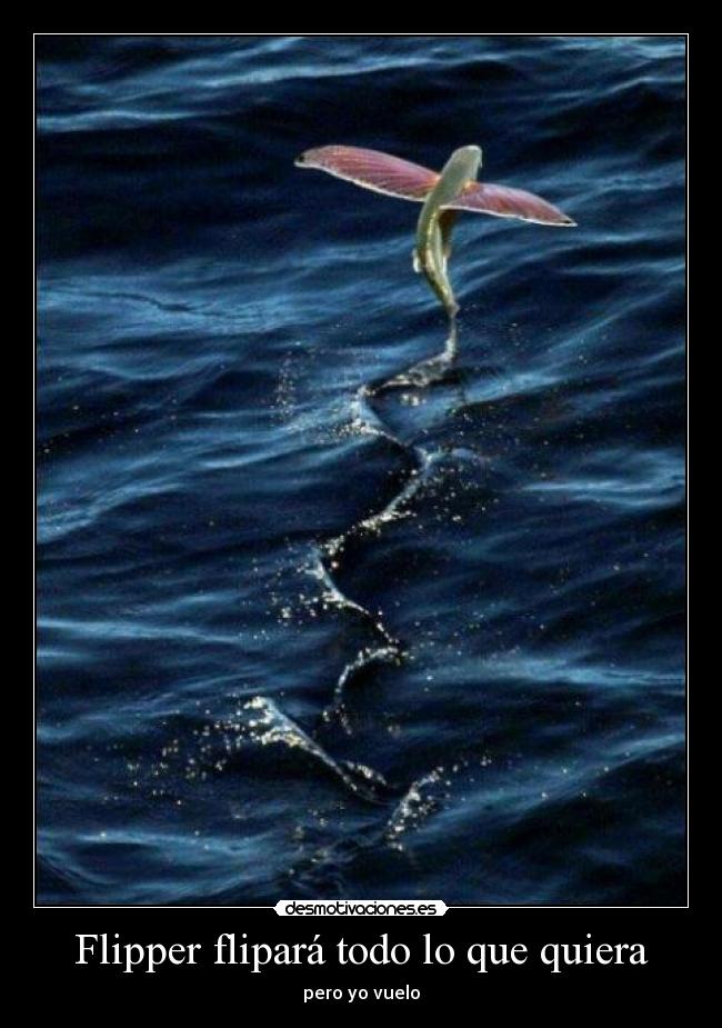 Flipper flipará todo lo que quiera - 