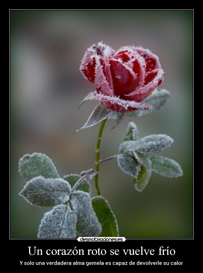 Un corazón roto se vuelve frío - Y solo una verdadera alma gemela es capaz de devolverle su calor
