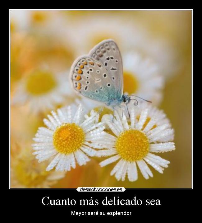 Cuanto más delicado sea - Mayor será su esplendor
