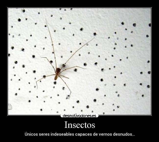 Insectos - 
