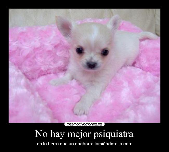 No hay mejor psiquiatra - en la tierra que un cachorro lamiéndote la cara