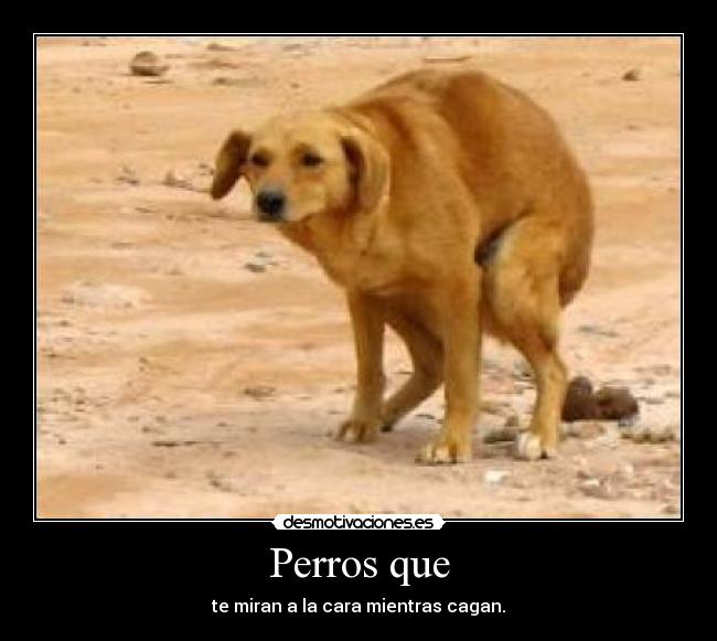 Perros que - 