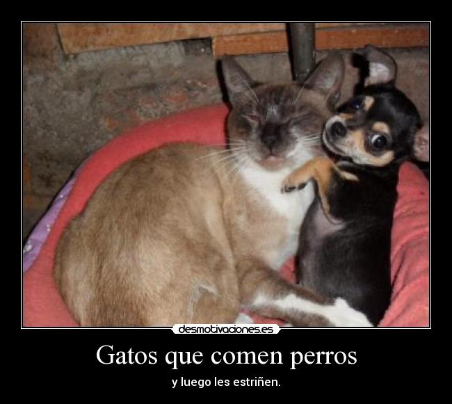 Gatos que comen perros - y luego les estriñen.