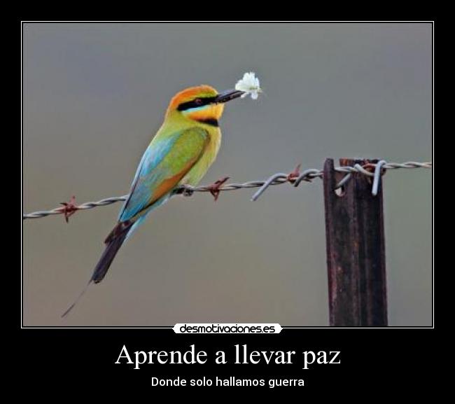 Aprende a llevar paz -