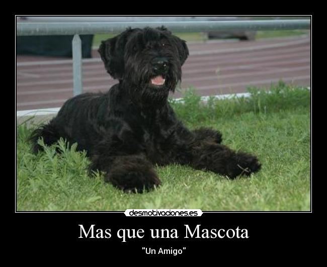 Mas que una Mascota - Un Amigo
