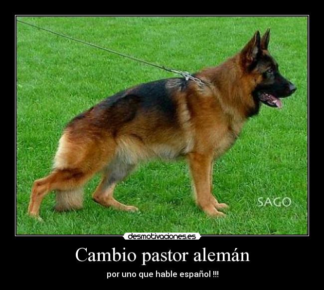 Cambio pastor alemán - por uno que hable español !!!