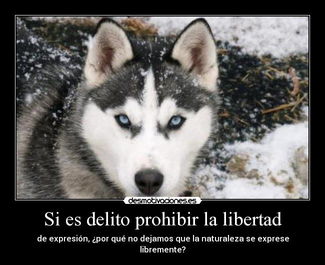 Si es delito prohibir la libertad - de expresión, ¿por qué no dejamos que la naturaleza se exprese libremente?