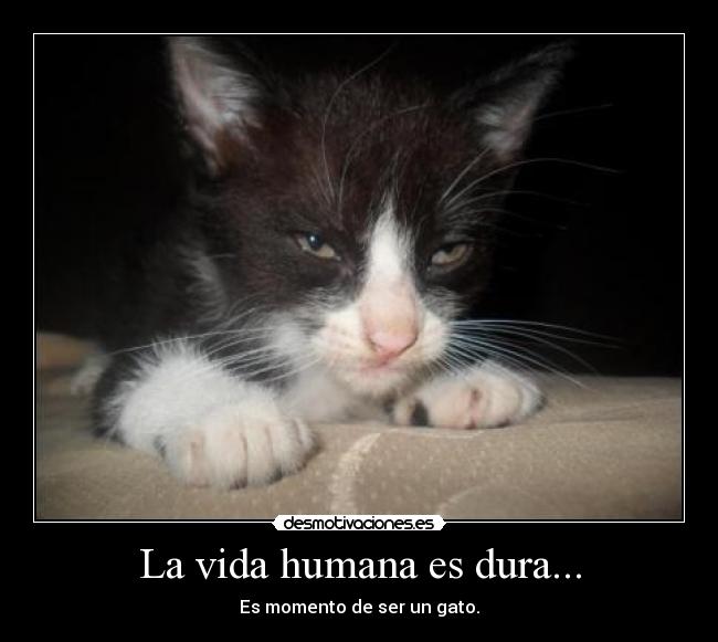 carteles vida gato desmotivaciones