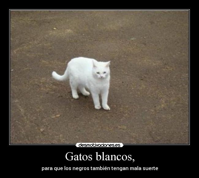 carteles gatos negro por razismo desmotivaciones