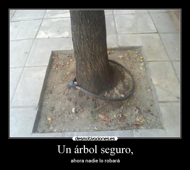 Un árbol seguro, - ahora nadie lo robará