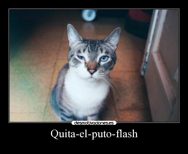 carteles miau desmotivaciones