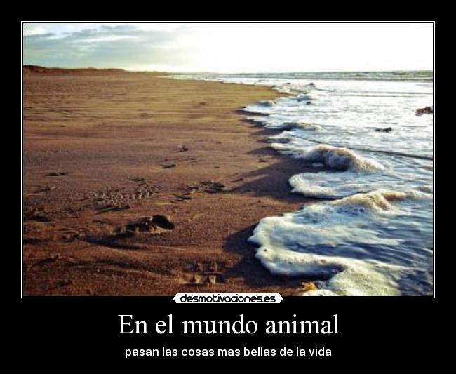 En el mundo animal - 