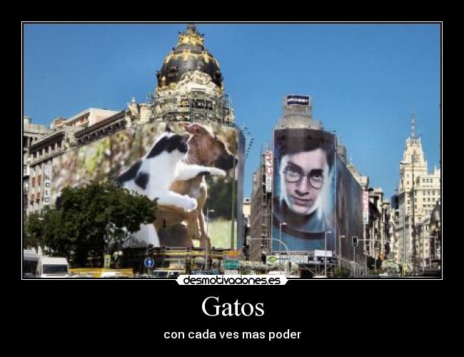 Gatos - con cada ves mas poder