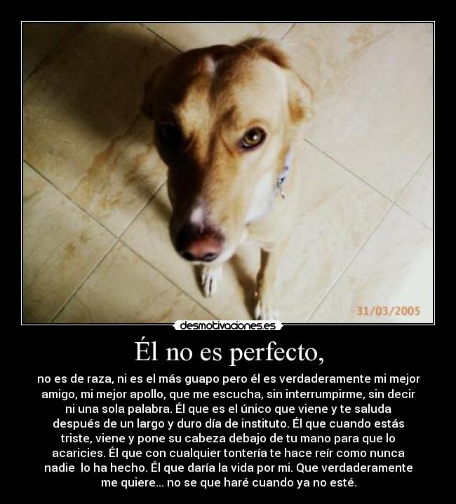 carteles perrito desmotivaciones