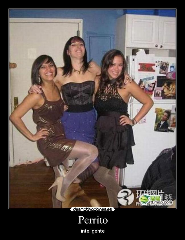 Perrito - inteligente