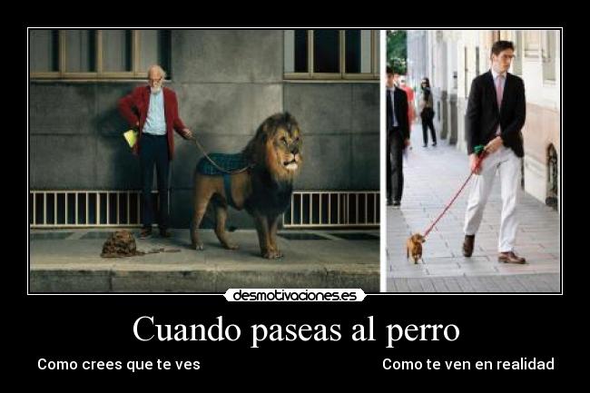 Cuando paseas al perro -