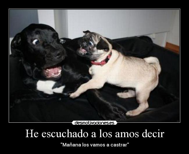 carteles perros asustados pug desmotivaciones