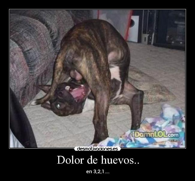 Dolor de huevos.. - 