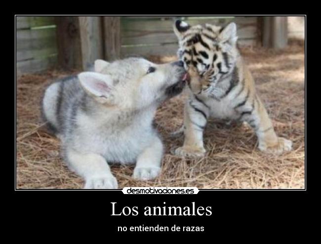 Los animales - 