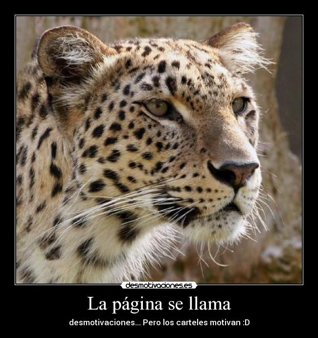 carteles desmotivaciones