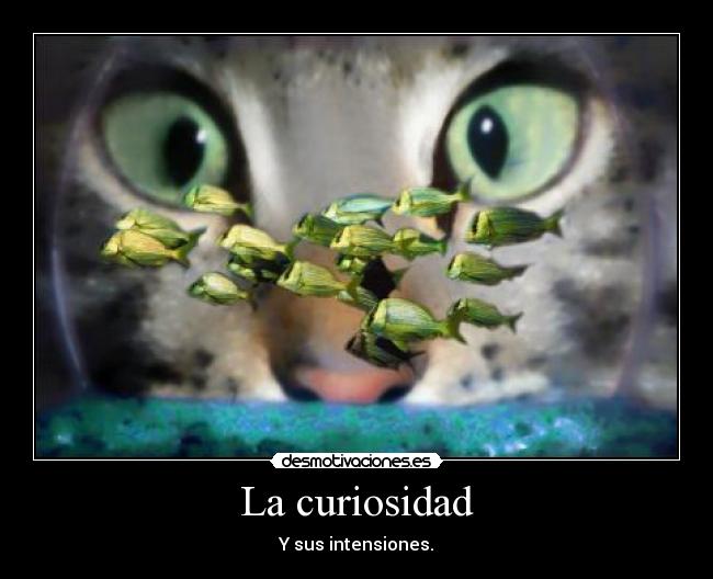 La curiosidad -