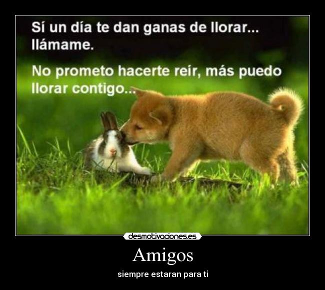 Amigos - 