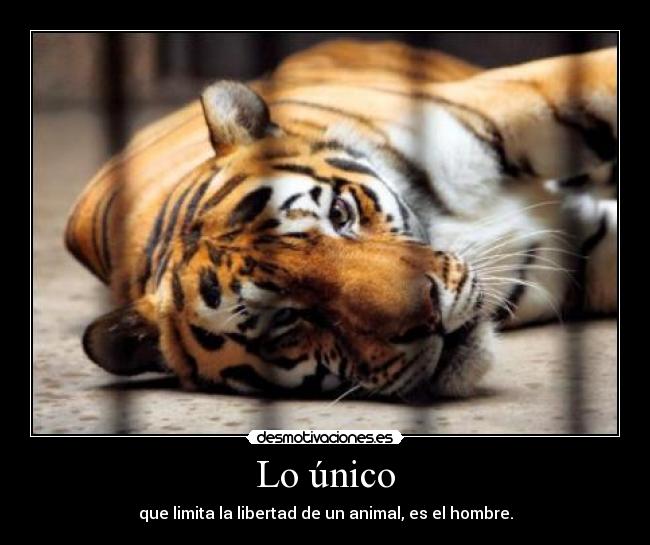 carteles nomasanimalesenjaulados desmotivaciones