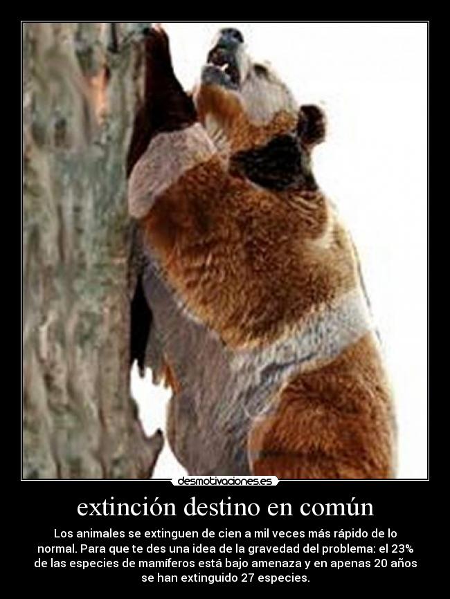 extinción destino en común - Los animales se extinguen de cien a mil veces más rápido de lo
normal. Para que te des una idea de la gravedad del problema: el 23%
de las especies de mamíferos está bajo amenaza y en apenas 20 años
se han extinguido 27 especies.
