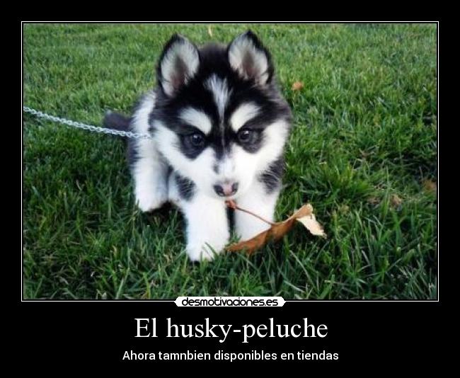 El husky-peluche - Ahora tamnbien disponibles en tiendas