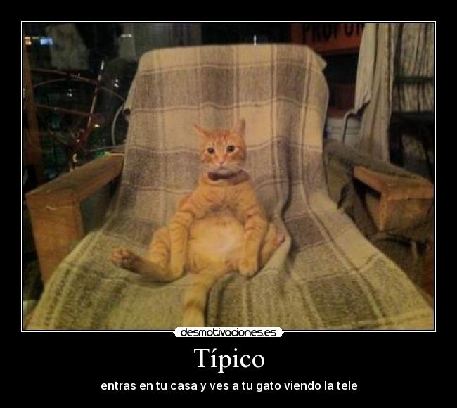 Típico - entras en tu casa y ves a tu gato viendo la tele