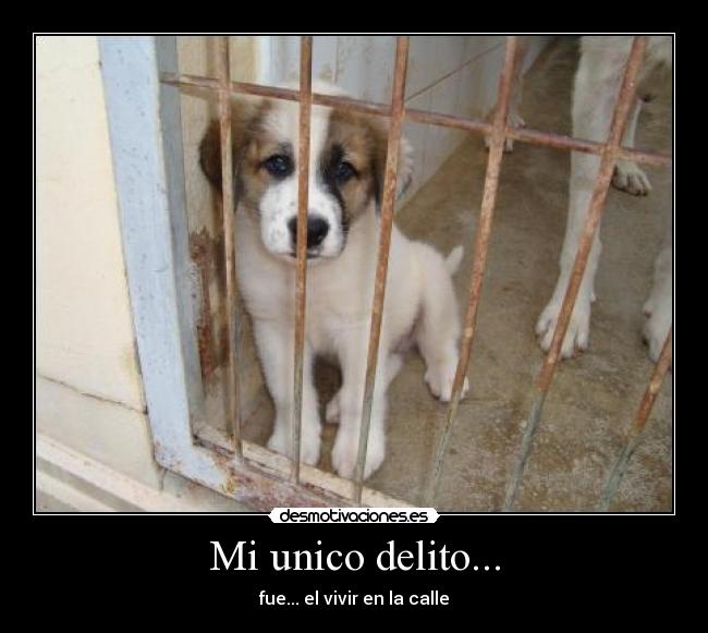 carteles perrera desmotivaciones