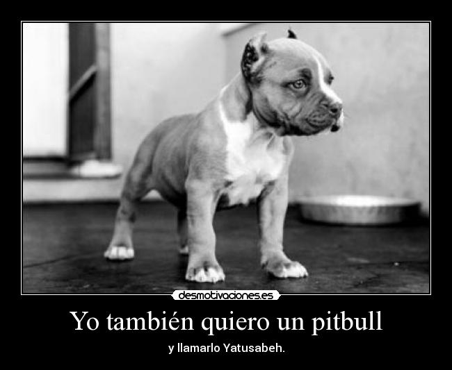 carteles pitbull sus consecuencias desmotivaciones