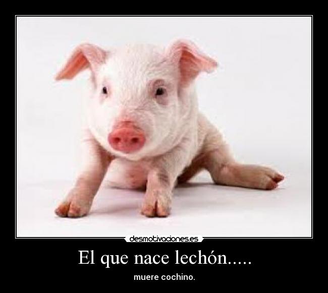 El que nace lechón..... - muere cochino.